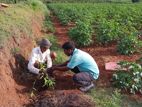 Growing Native Trees With Local Farmers to Protect India’s Wildlife